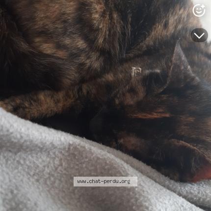 Photo 1/1 Olga Chat lost in Saint georges de reintembault