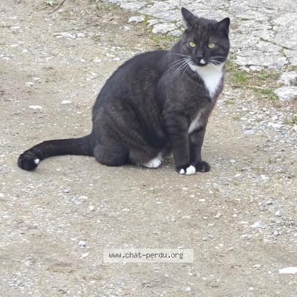 Photo 1/1 Found cat Found in Vaunaveys la rochette