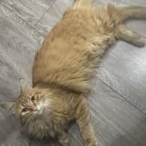 Picture of cat lost at Lons Le Saunier