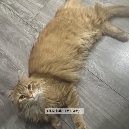 Photo 1/1 Nala Chat lost in Lons le saunier