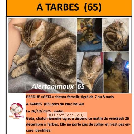Photo 1/1 Geta Chat lost in Tarbes