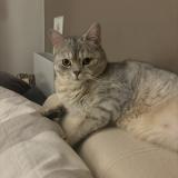 Picture of cat lost at Montpellier