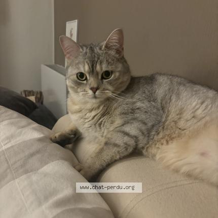 Photo 1/1 Ulysse Chat lost in Montpellier