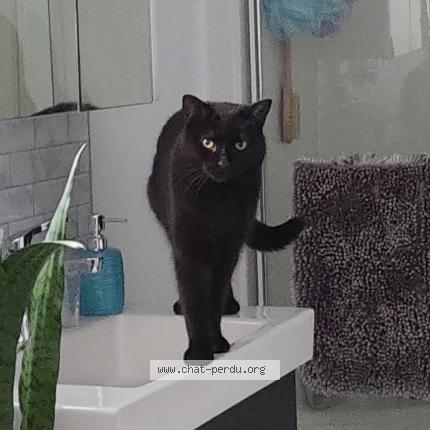 Photo 1/1 Fluffy Chat lost in Laval