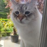 Picture of cat lost at Dinard