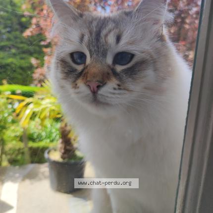 Photo 1/1 Totoro Chat lost in Dinard