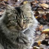 Picture of cat found at Thure