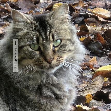 Photo 1/3 Found cat Found in Thure