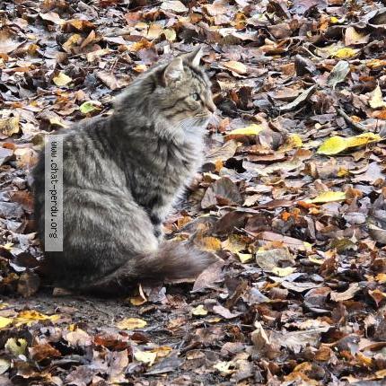 Photo 2/3 Found cat Found in Thure