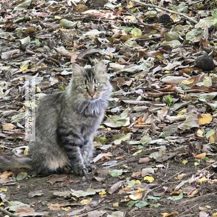 Photo 3/3 Found cat Found in Thure