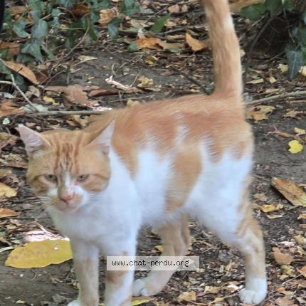 Photo 1/2 Found cat Found in Thure