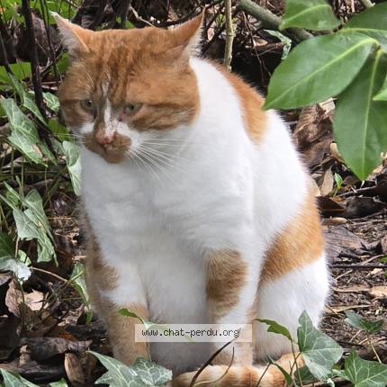 Photo 2/2 Found cat Found in Thure