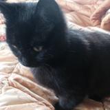 Picture of cat lost at Rancon