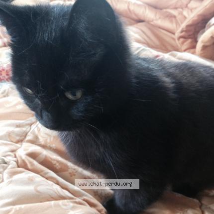 Photo 1/1 Mimine Chat lost in Rancon