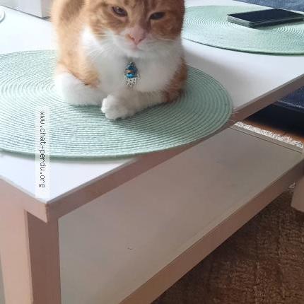 Photo 1/1 ASLAN Chat lost in Ransart