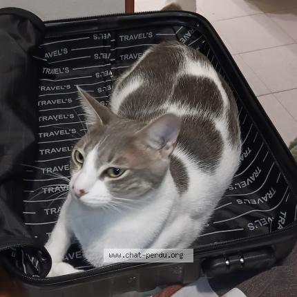 Photo 1/1 Tricoti Chat lost in Perpignan