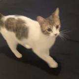 Picture of cat lost at Pamiers