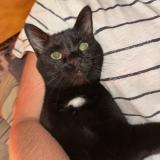 Picture of cat lost at Jurbise