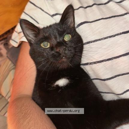 Photo 1/1 ROXY Chat lost in Jurbise