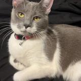 Picture of cat lost at Kansas City Mo