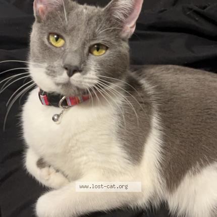 Photo 1/1 Delilah Chat lost in Kansas city mo