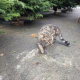 Picture of cat found at Jonquieres