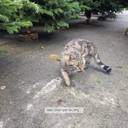 Photo 1/1 Found cat Found in Jonquieres