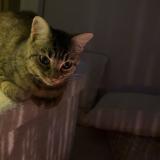 Picture of cat lost at Beauzelle