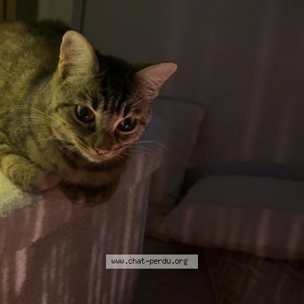 Photo 1/1 Minou Chat lost in Beauzelle