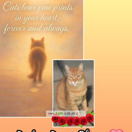Photo 1/1 Reunited cat Lost in Stockton