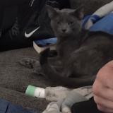 Picture of cat lost at Prestonsburg