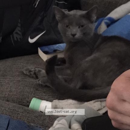 Photo 1/1 Smokey Chat lost in Prestonsburg