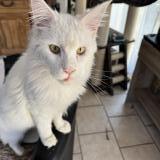 Picture of cat lost at Cagnes Sur Mer