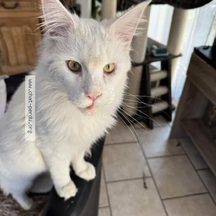 Photo 1/1 Ulky Chat lost in Cagnes sur mer