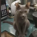 Picture of cat lost at Prestonsburg