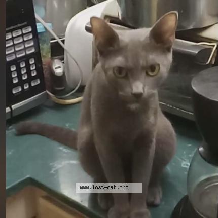 Photo 1/1 Little fella Chat lost in Prestonsburg