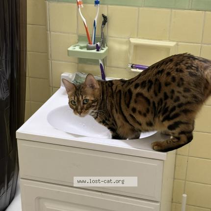 Photo 1/1 Reunited cat Lost in New York
