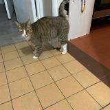 Picture of cat lost at Vernon