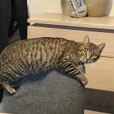 Picture of cat lost at Noyant De Touraine