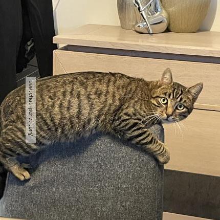 Photo 1/1 Abysse Chat lost in Noyant de touraine