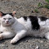 Picture of cat lost at Agon Coutainville