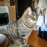 Picture of cat lost at Sioux City