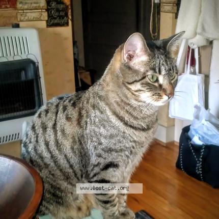 Photo 1/4 Jazmin Chat lost in Sioux city