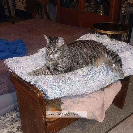 Photo 3/4 Jazmin Chat lost in Sioux city