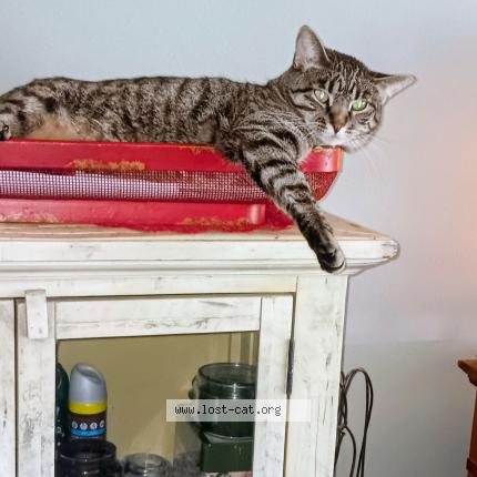 Photo 4/4 Jazmin Chat lost in Sioux city