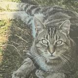 Picture of cat lost at Tours