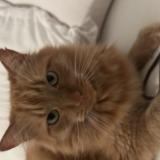 Picture of cat lost at Vannes