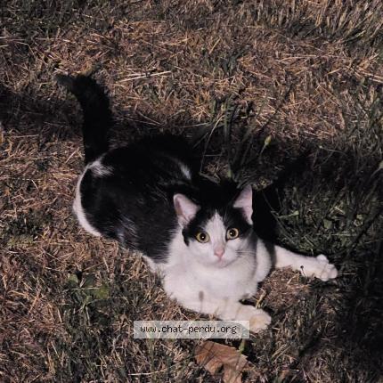 Photo 1/1 Sunny Chat lost in Courtry