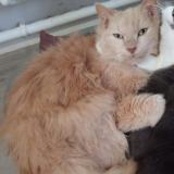 Picture of cat lost at La Fleche