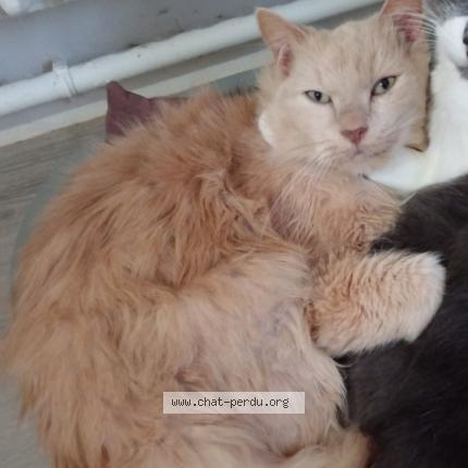 Photo 1/1 Belle Chat lost in La fleche